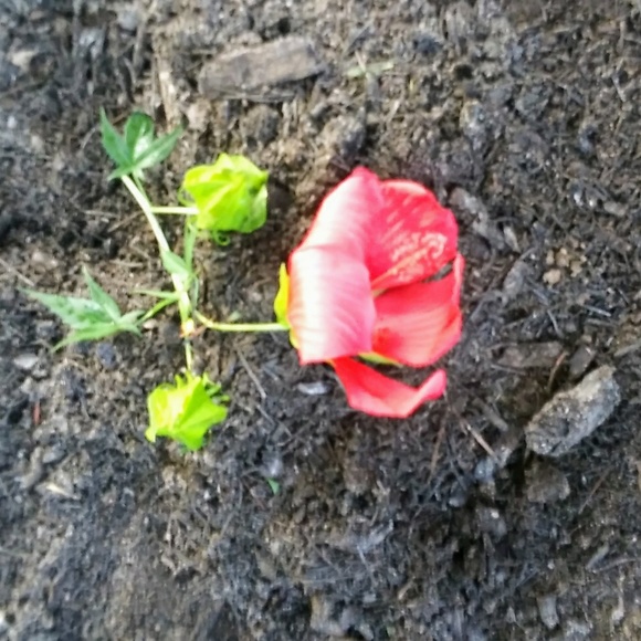 Meet your Posher, Tara - Picture 2 of 3